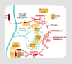 Newark airport EWR terminal map